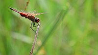 Tramea stenoloba wings out (26540836174).jpg