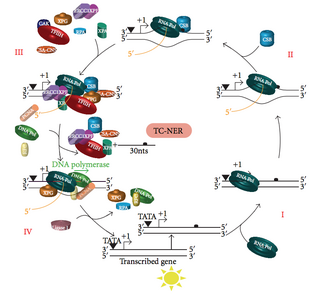 Schematic depicts binding of proteins involved with TC-NER. Transcription coupled repair.png