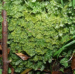 Trichocolea tomentella