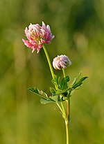 Miniatura para Trifolium hybridum