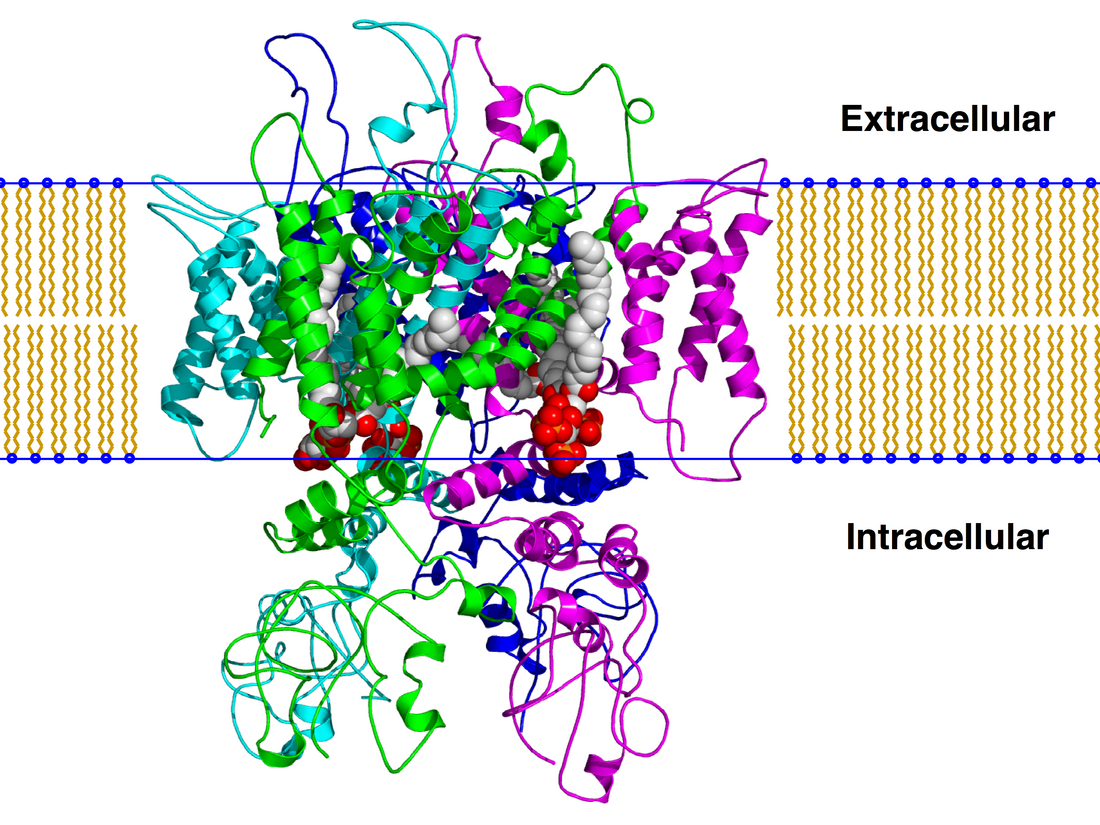 TRPV1