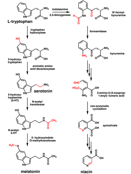 File:Tryptophan metabolism.png