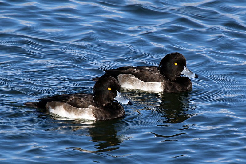 File:Tufted ducks (Aythya fuligula) male juveniles.jpg