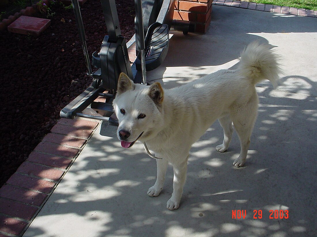 Koreansk jindo