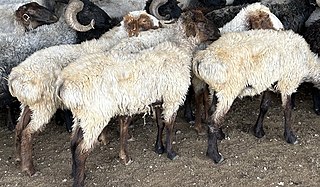 <span class="mw-page-title-main">Saryja sheep</span> Fat-tailed sheep bred in Turkmenistan