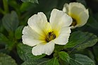 Turnera subulata in Chennai suburbs 03.jpg