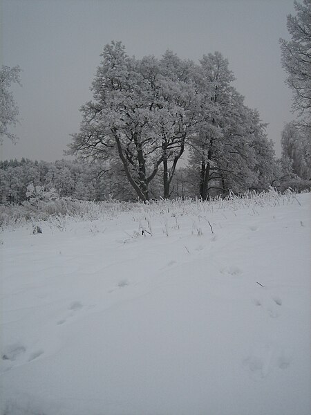 File:Two hare tracks meet in winter wonderland.JPG