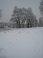 English: Hare tracks in snow in Laajasalo Suomi: Jäniksen jälkiä Laajasalossa