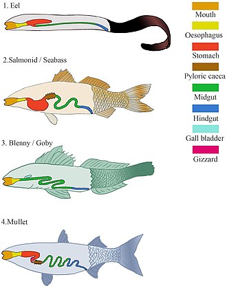 Different digestive systems in marine fishes Types of digestive systems in marine fish.jpg