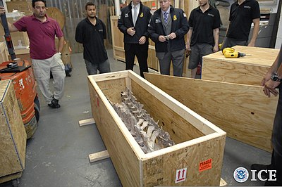 Hommes entourant une caisse contenant des os de dinosaures.