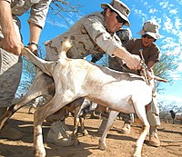 Goat vaccination against sheep pox and pleural pneumonia US Navy 060815-N-0411D-018 U.S. Army Veterinarian, Capt Gwynne Kinley of Cape Elizabeth, Maine, immunizes a goat with the help of U.S. Navy Operations Specialist 2nd Class Jessica Silva.jpg