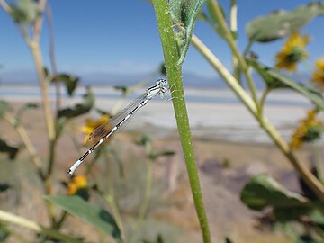 US Utah Dragonfly in Antelope Island 2.JPG