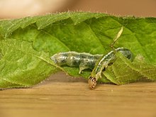 Udea prunalis, caterpillar Udea prunalis (14208239084).jpg