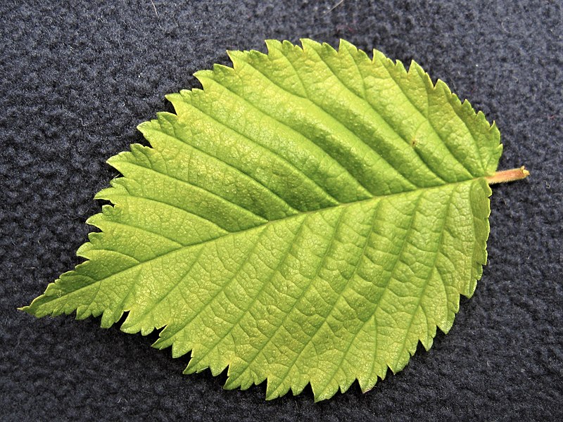 File:Ulmus minor 'Dehesa de la Villa' leaf.jpg