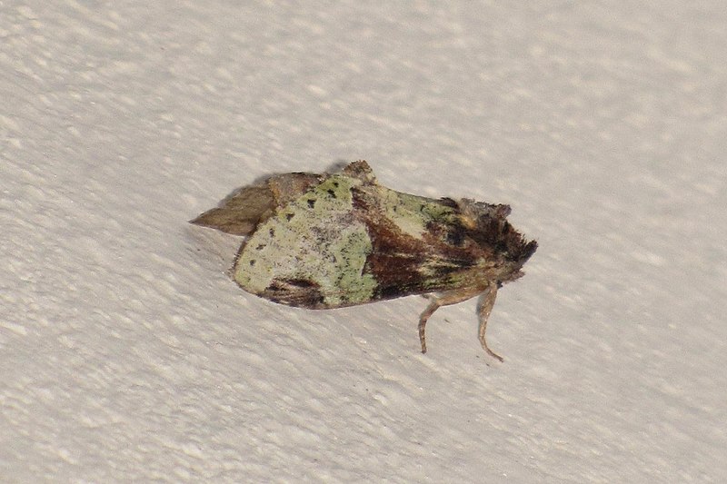 File:Unidentified moth 4887.jpg