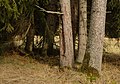 Unterhölzer Wald-3424.jpg