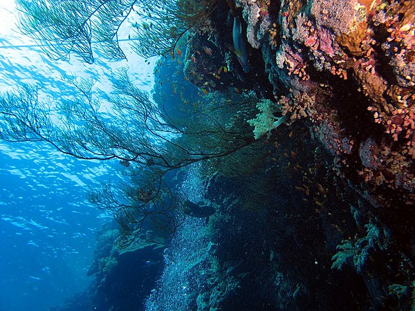 Image: Up through black coral bush