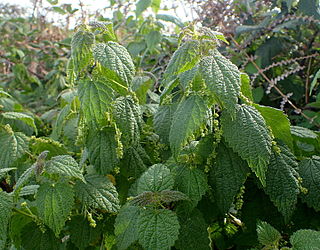 Fortune Salaire Mensuel de Urtica Morifolia Combien gagne t il d argent ? 1 000,00 euros mensuels