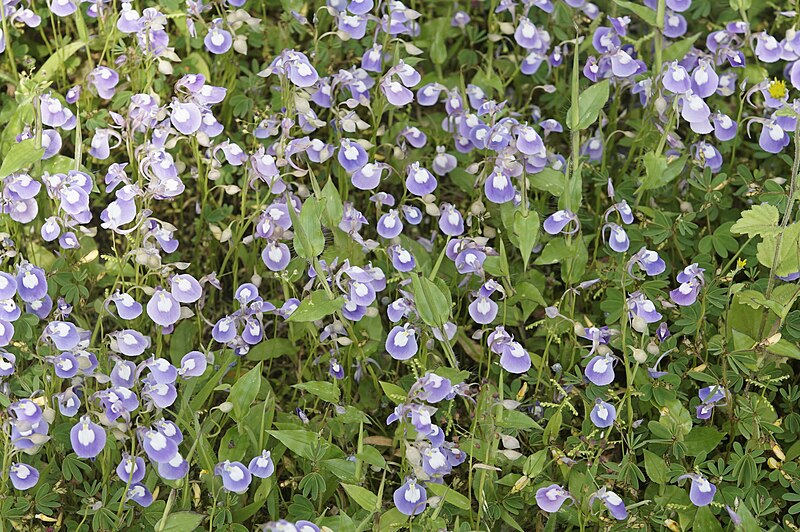 File:Utricularia sp 1090.jpg