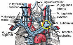 external jugular vein vena cava