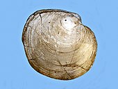 Fossil shell of the Cretaceous-modern marine venus clam Dosinia Veneridae - Dosinia orbicularis.JPG