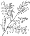 Vicia caroliniana drawing.png