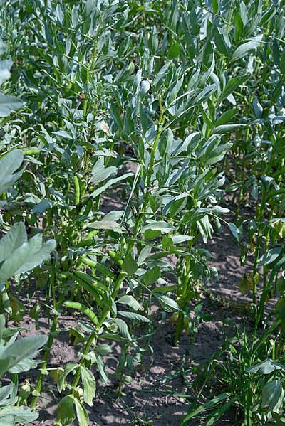 File:Vicia faba plant (01).jpg