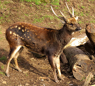 <span class="mw-page-title-main">Visayan spotted deer</span> Species of deer