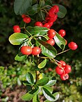 Миниатюра для Файл:Vogelbeeren oder Eberesche in Heidelberg.jpg