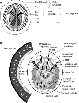 General description of the egg and oncosphere of Echinococcus spp. Vuitton et al - International consensus on terminology - parasite200043-fig2ab.png