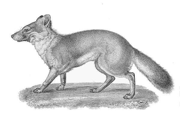 Engraving of the island fox from the Pacific Railroad survey of 1855