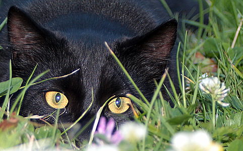 قطٌ أسود مُستأنس في وضعيَّة التربص