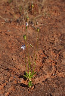 <i>Wahlenbergia tumidifructa</i> Species of flowering plant