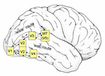 Miniatuur voor Cerebrale blindheid