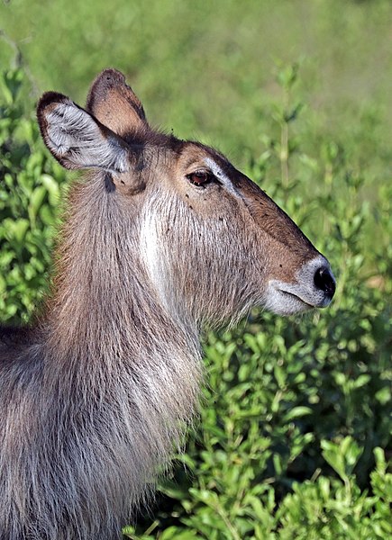 File:Waterbuck (Kobus ellipsiprymnus ellipsiprymnus) female head.jpg