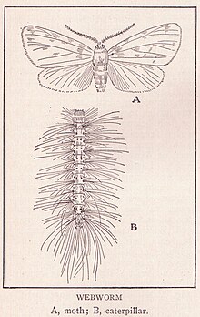 Illustration of webworm (1917) Webworm page 3097.jpg