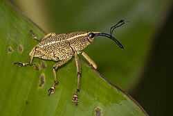 Weevil (Cholus cinctus) Anton Valley.jpg