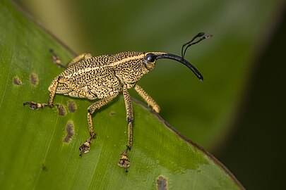 Weevil Cholus cinctus