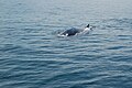 Whale in Bay of Fundy 01.jpg