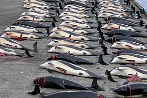 Cadavres de dauphins à flancs blancs issus d'un Grindadráp, à Hvalba, dans les îles Féroé. (définition réelle 2 560 × 1 704)