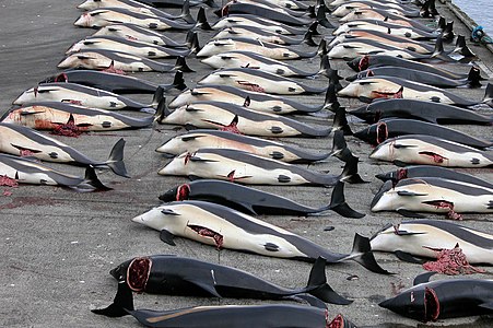 کشتار دلفین ها