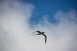 Thumbnail for File:White-tailed tropicbird (21937665665).jpg