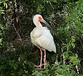 Image 83White ibis in Ocean City, New Jersey (I kind of prefer the uncropped version)