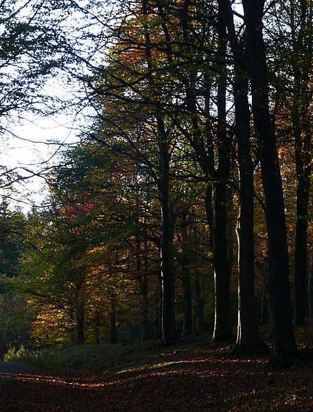 File:Woodland path - geograph.org.uk - 3727828.jpg