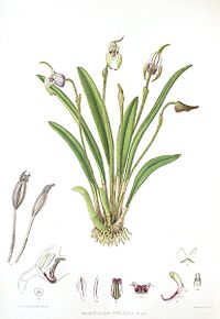 Masdevallia coriacea