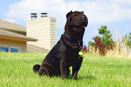 Shar pei kecil