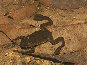 Beskrivelse av Xenopus longipes03.jpg-bildet.