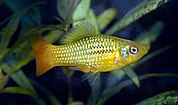 Variable platyfish (Xiphophorus variatus), male.