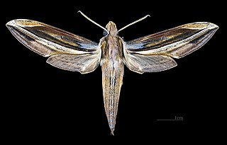 <i>Xylophanes pyrrhus</i> Species of moth