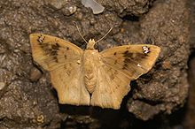 Black angle, dry-season form YG Black Angle DSF Tapena thwaitesi 02.jpg